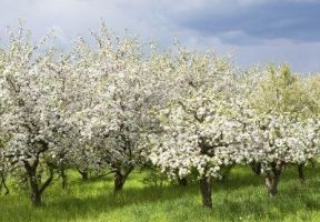 bloeiende appelbomen